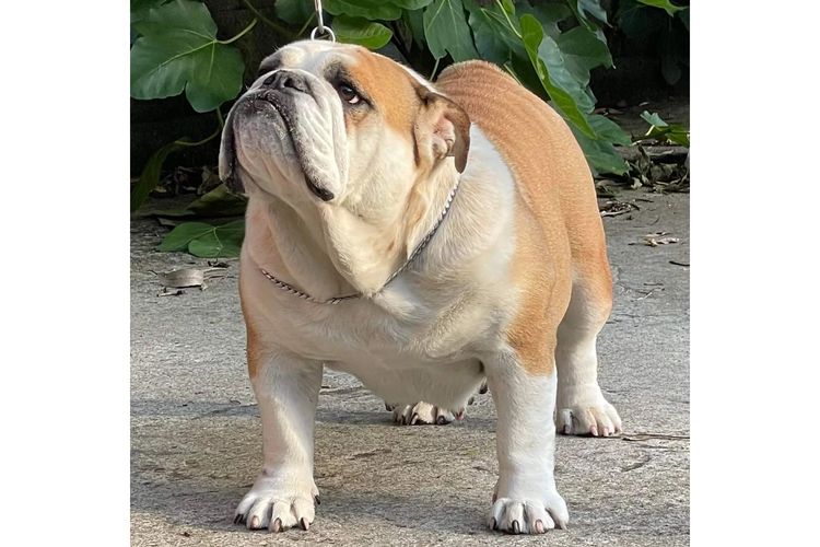 Majestueux British Bulldogs