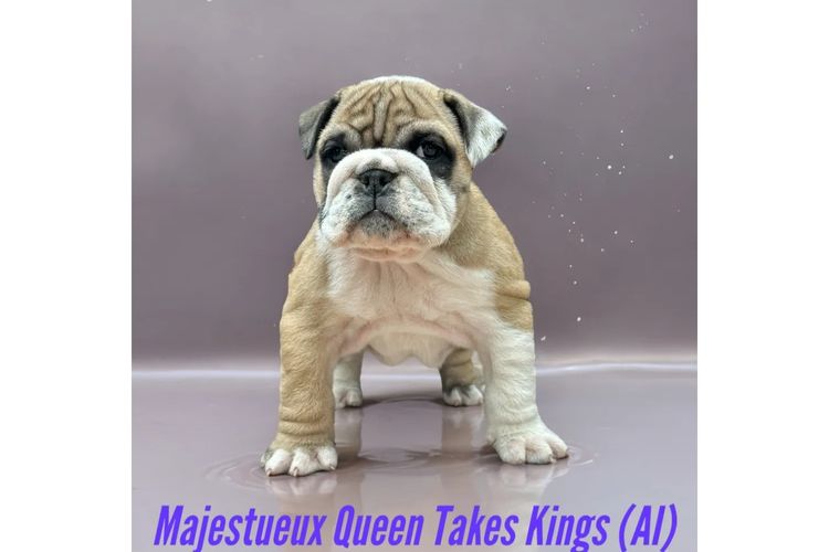 Majestueux British Bulldogs