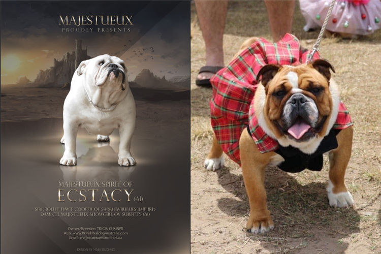 Majestueux British Bulldogs