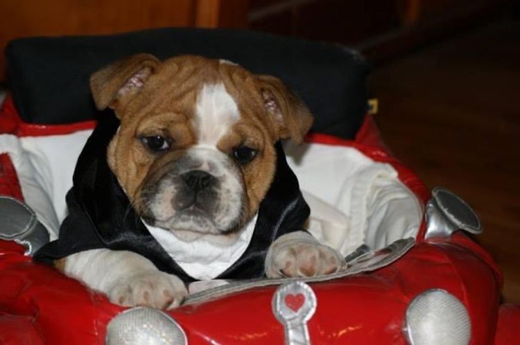 Majestueux British Bulldogs