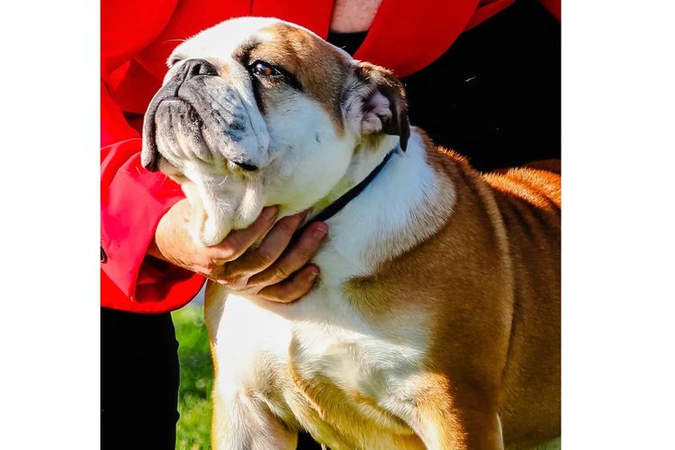 Majestueux British Bulldogs