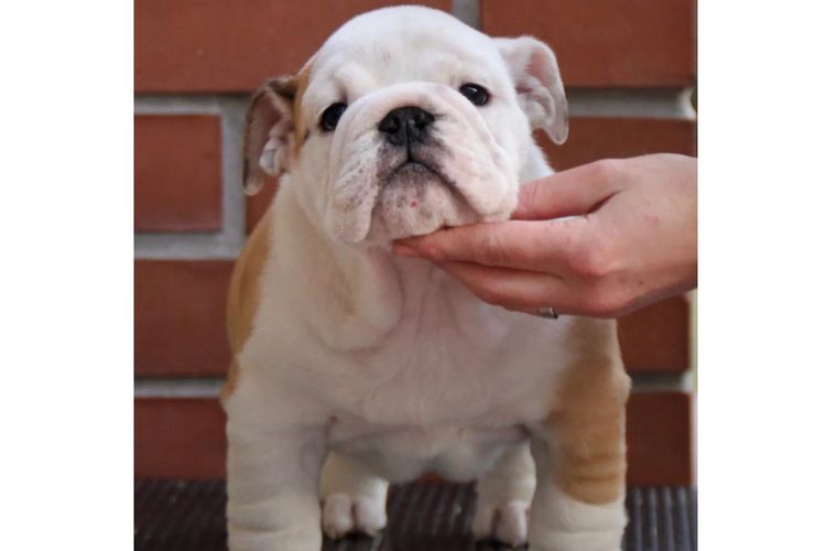 Majestueux British Bulldogs