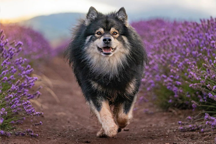 Zuleika Finnish Lapphunds