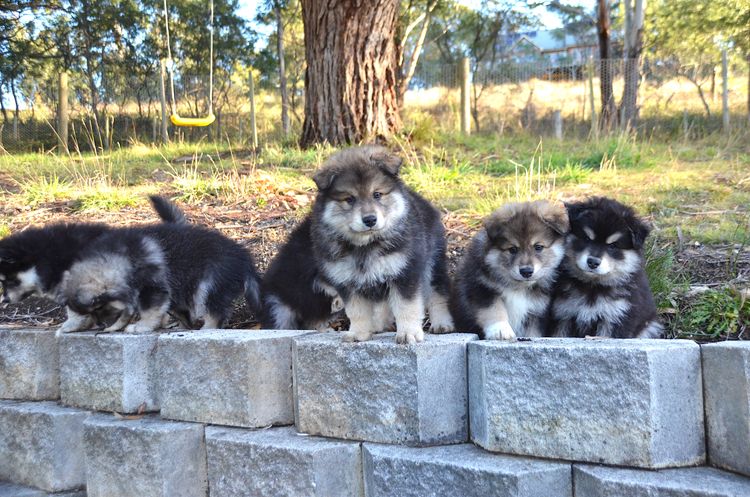 Zuleika Finnish Lapphunds