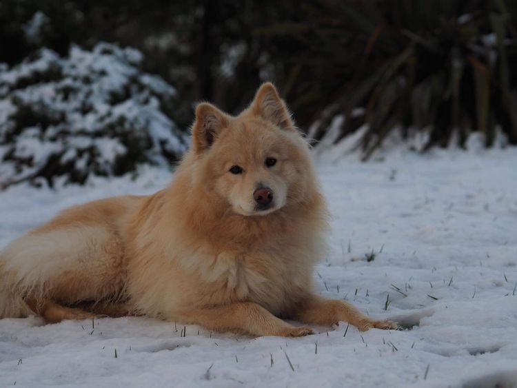 Zuleika Finnish Lapphunds