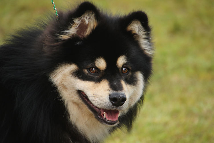 Zuleika Finnish Lapphunds