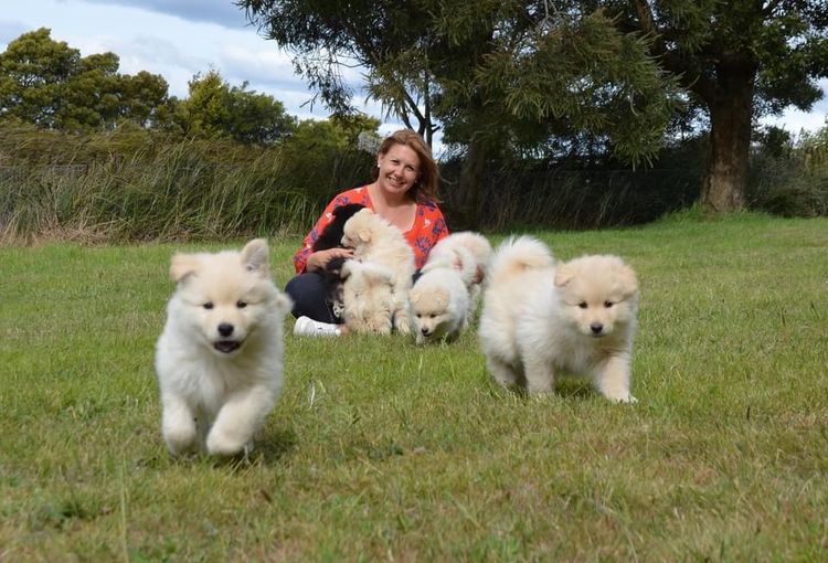 Zuleika Finnish Lapphunds
