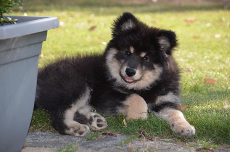 Zuleika Finnish Lapphunds