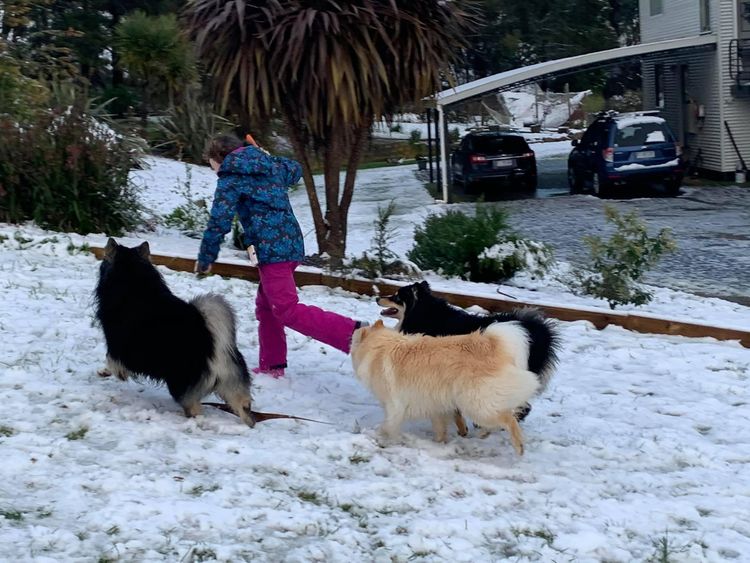 Zuleika Finnish Lapphunds