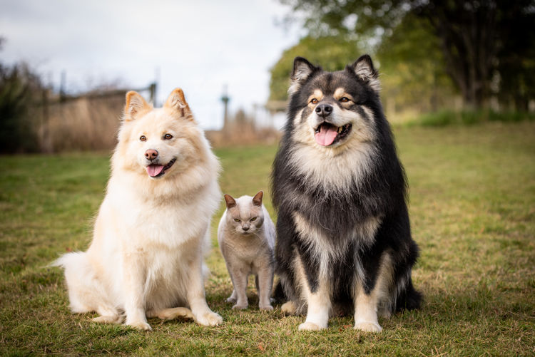 Zuleika Finnish Lapphunds