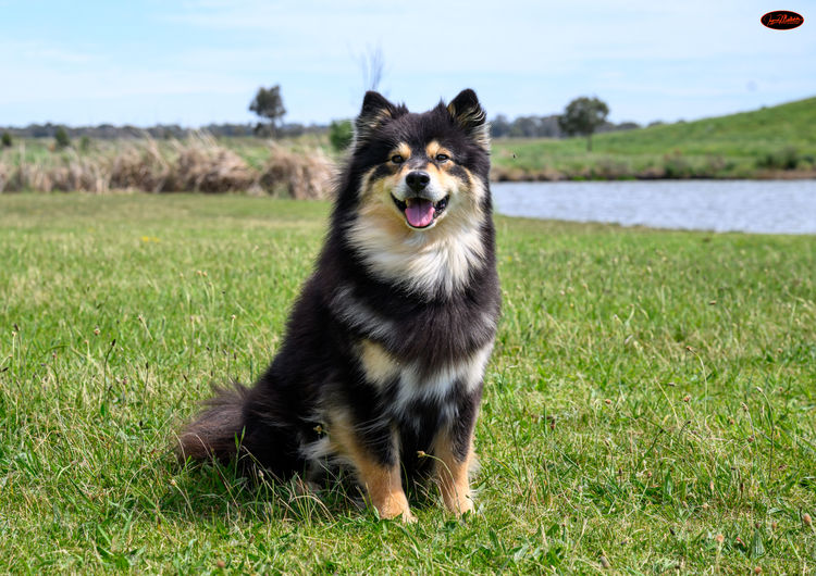 Zuleika Finnish Lapphunds