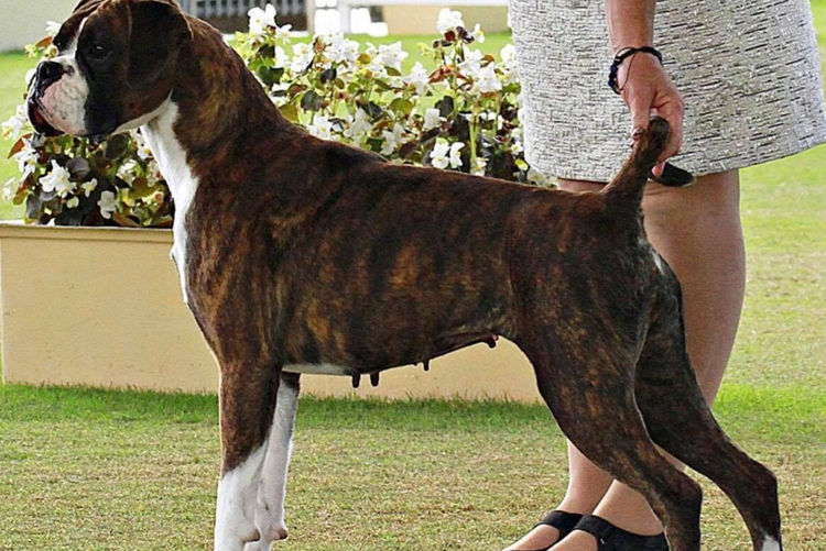 Bocsavil Boxer