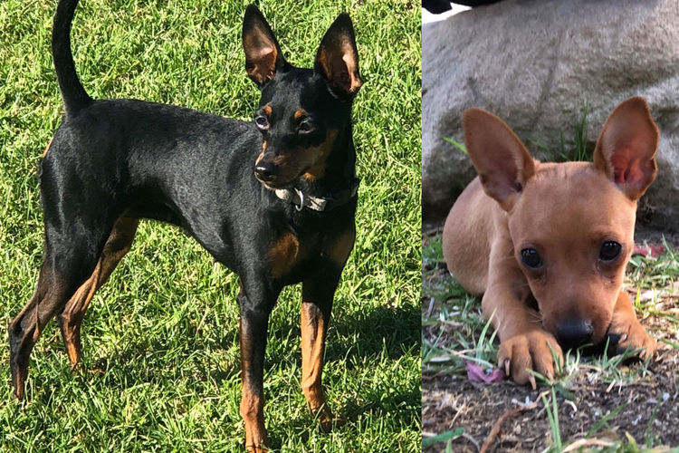 Bocsavil Miniature Pinscher