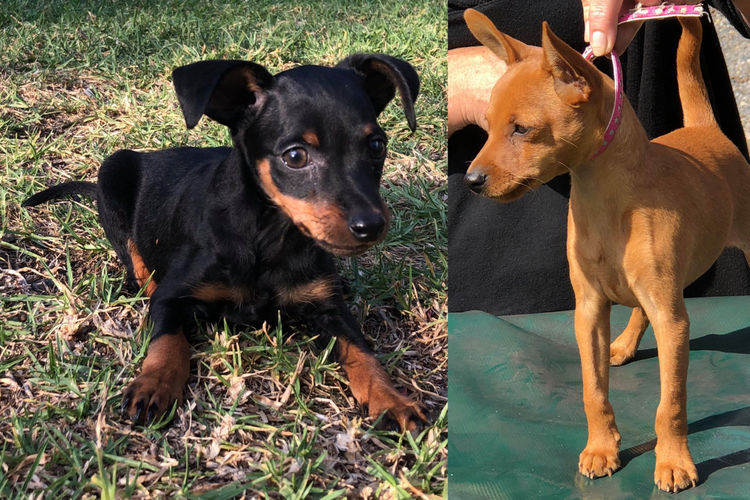 Bocsavil Miniature Pinscher