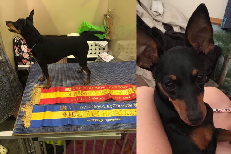 Bocsavil Miniature Pinscher