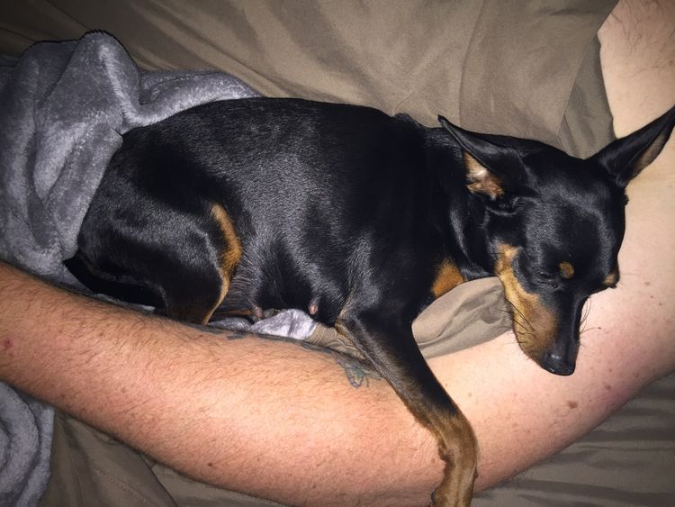 Bocsavil Miniature Pinscher