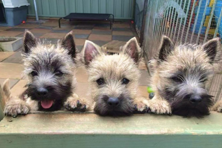 Emeraldcity Cairn Terriers