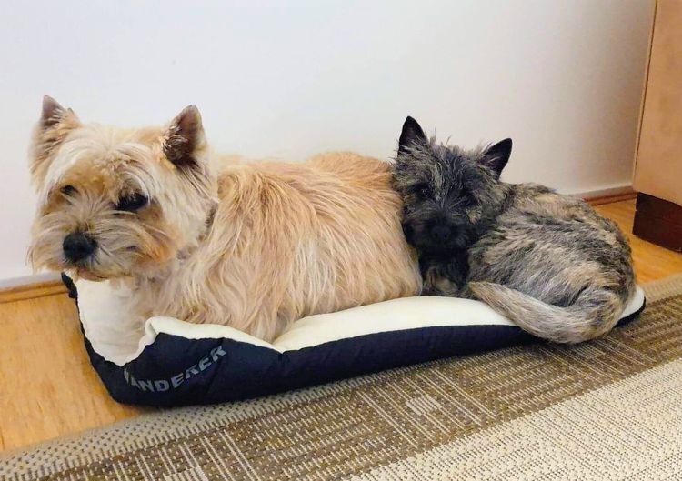 Emeraldcity Cairn Terriers