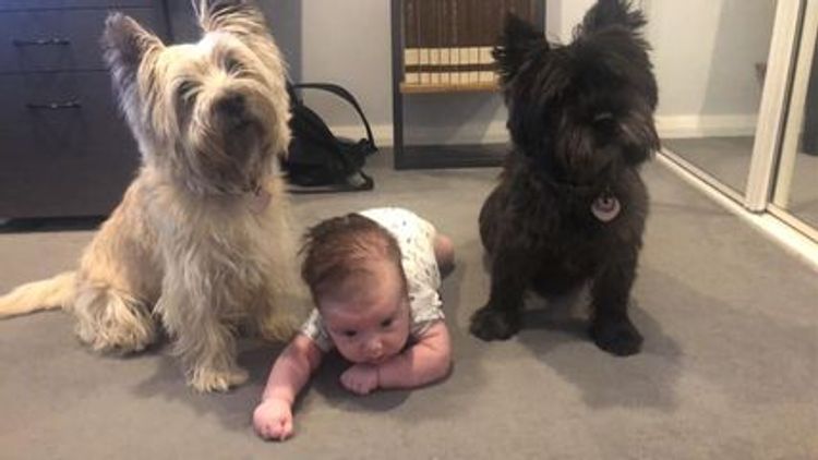 Emeraldcity Cairn Terriers
