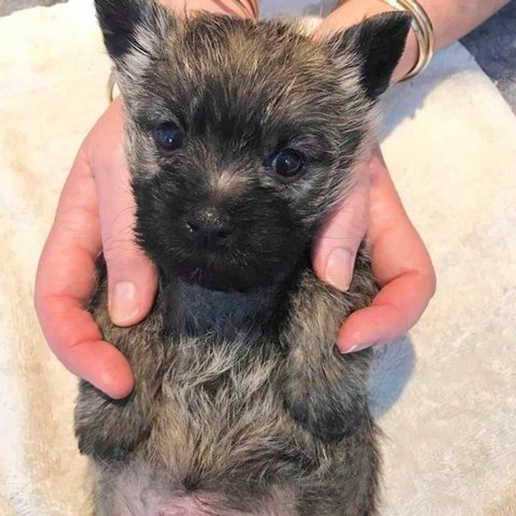 Emeraldcity Cairn Terriers