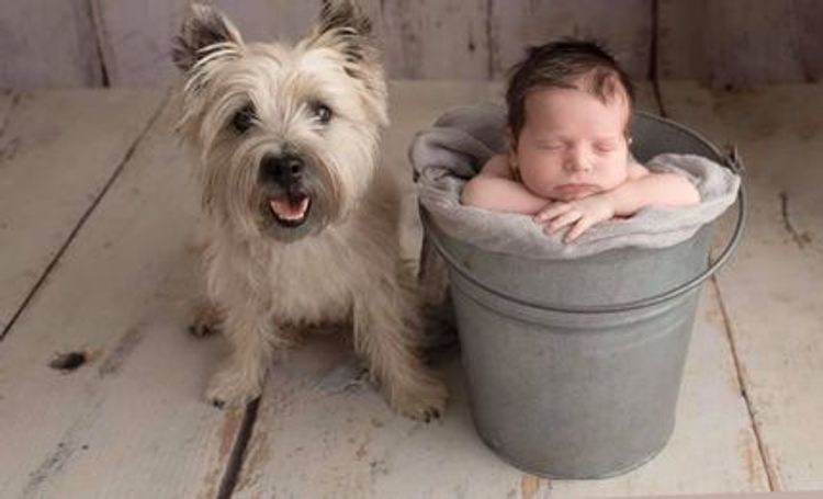 Emeraldcity Cairn Terriers