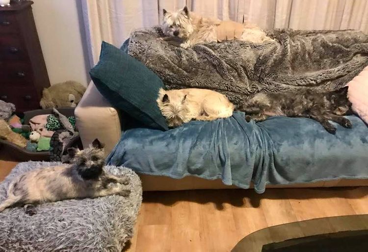 Emeraldcity Cairn Terriers