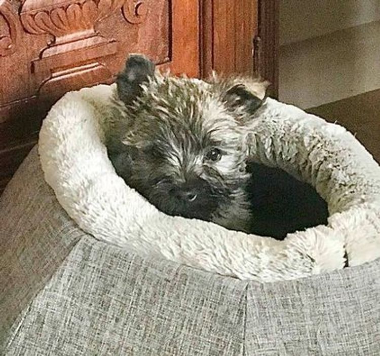 Emeraldcity Cairn Terriers