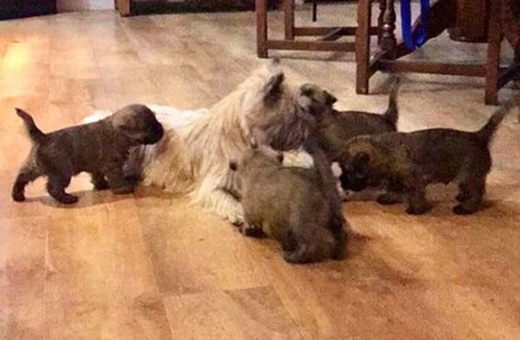 Emeraldcity Cairn Terriers
