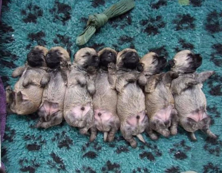 Emeraldcity Cairn Terriers