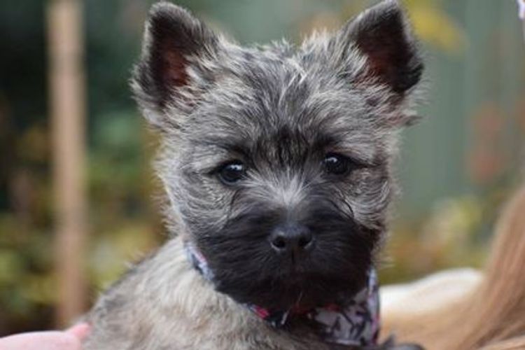 Emeraldcity Cairn Terriers