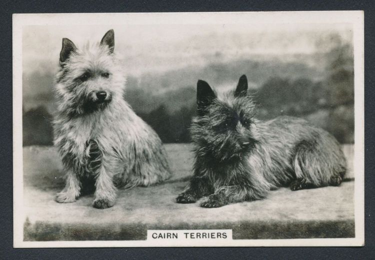 Emeraldcity Cairn Terriers
