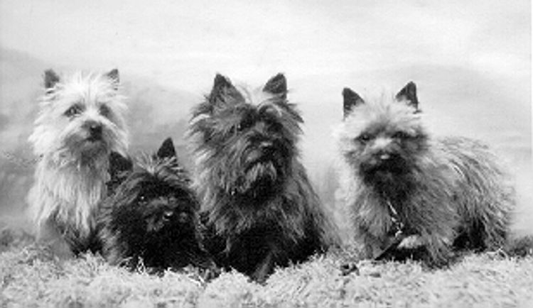 Emeraldcity Cairn Terriers