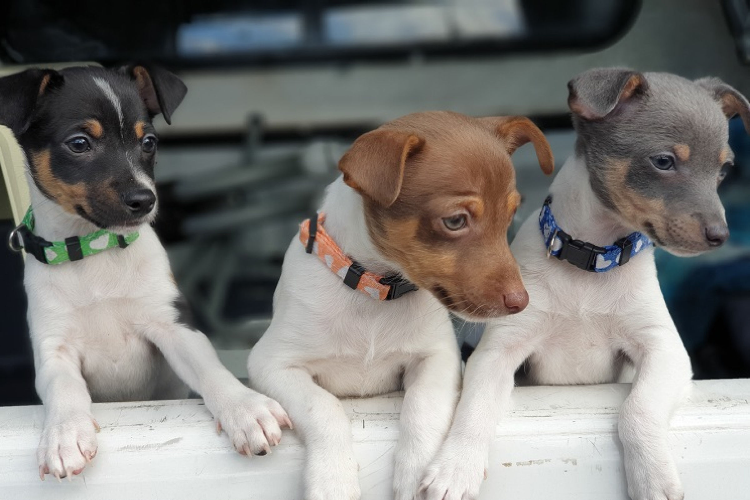 how much do tenterfield terrier puppies cost