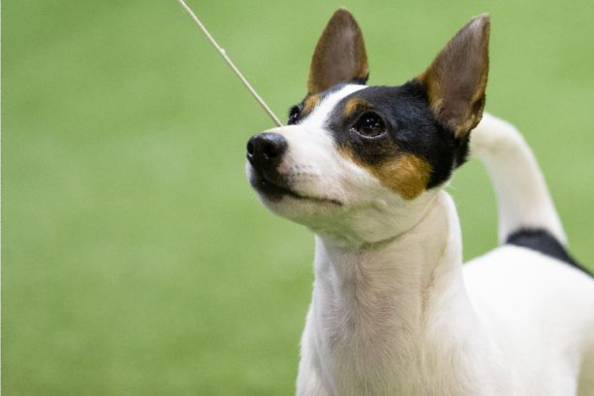 how much do tenterfield terrier puppies cost