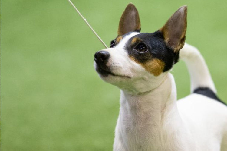 Dzahhli Tenterfield Terriers