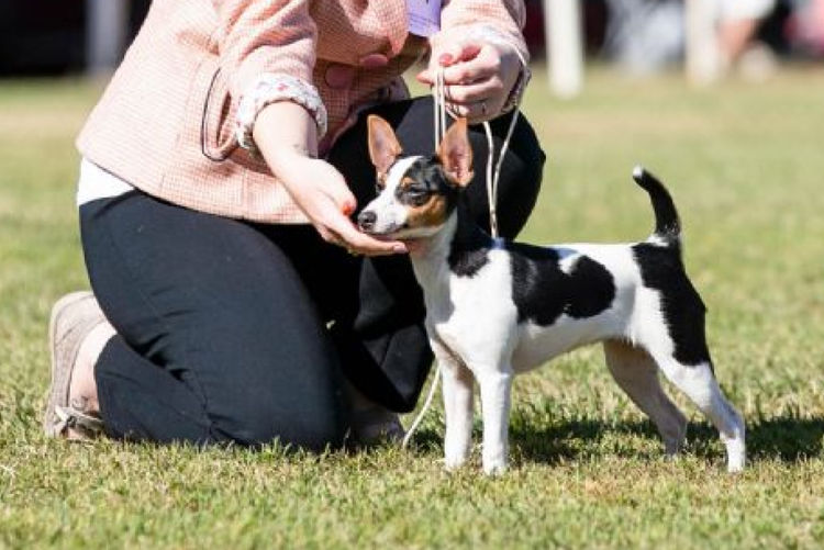 Dzahhli Tenterfield Terriers