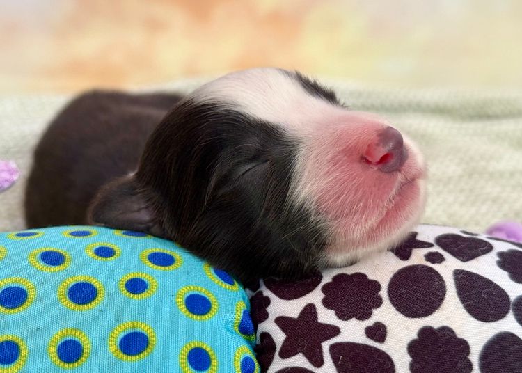 Torunahmuk Border Collies (ANKC Reg)