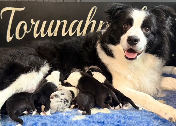 Torunahmuk Border Collies (ANKC Reg)