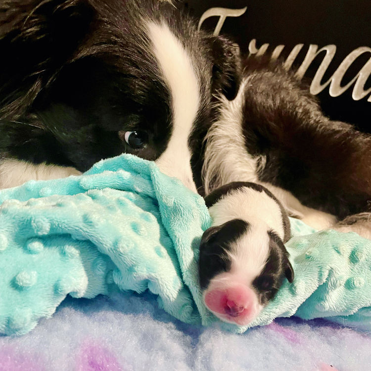 Torunahmuk Border Collies (ANKC Reg)