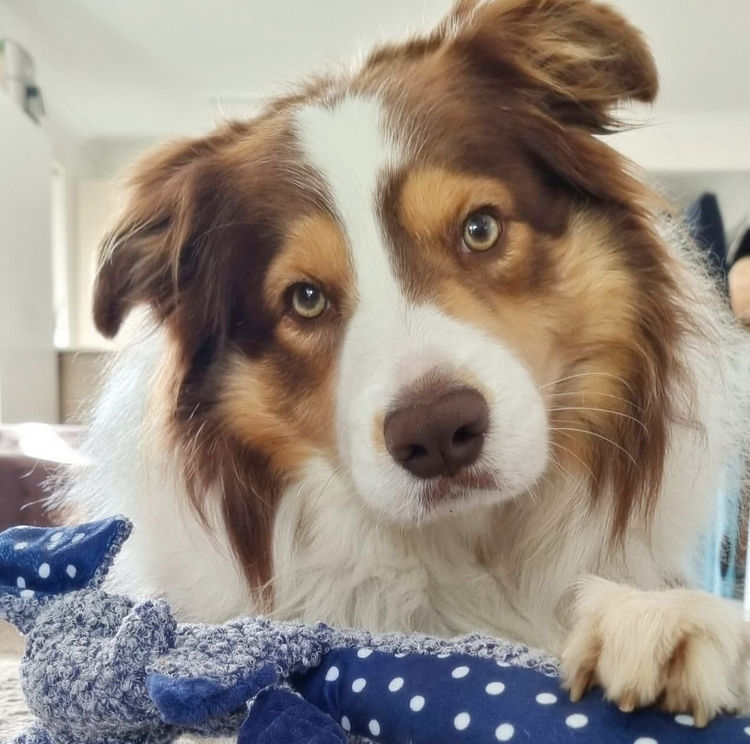 Torunahmuk Border Collies (ANKC Reg)
