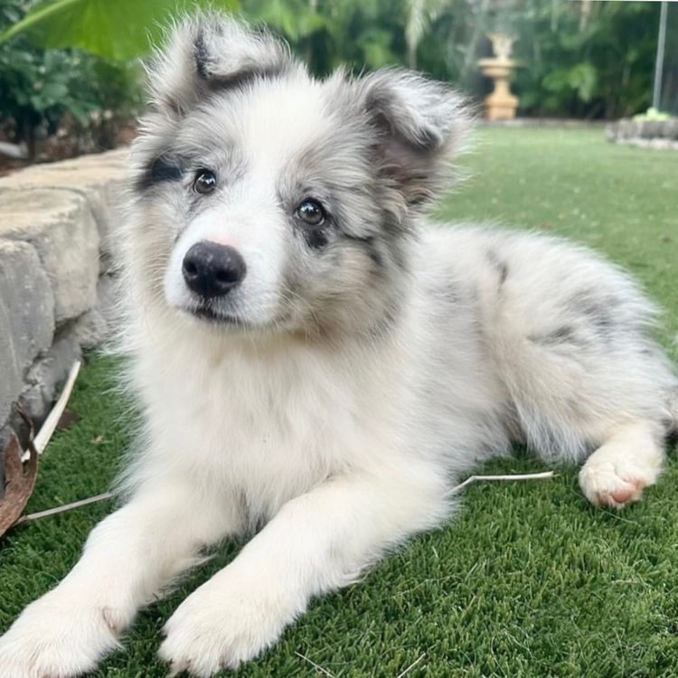 Torunahmuk Border Collies (ANKC Reg)