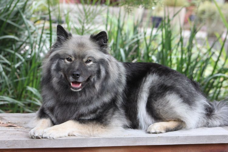 Caleebra Finnish Lapphunds