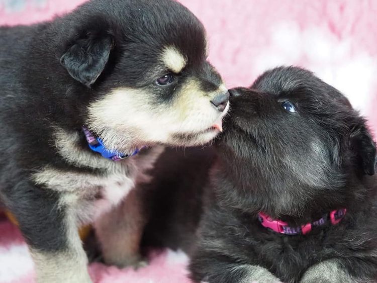 Caleebra Finnish Lapphunds