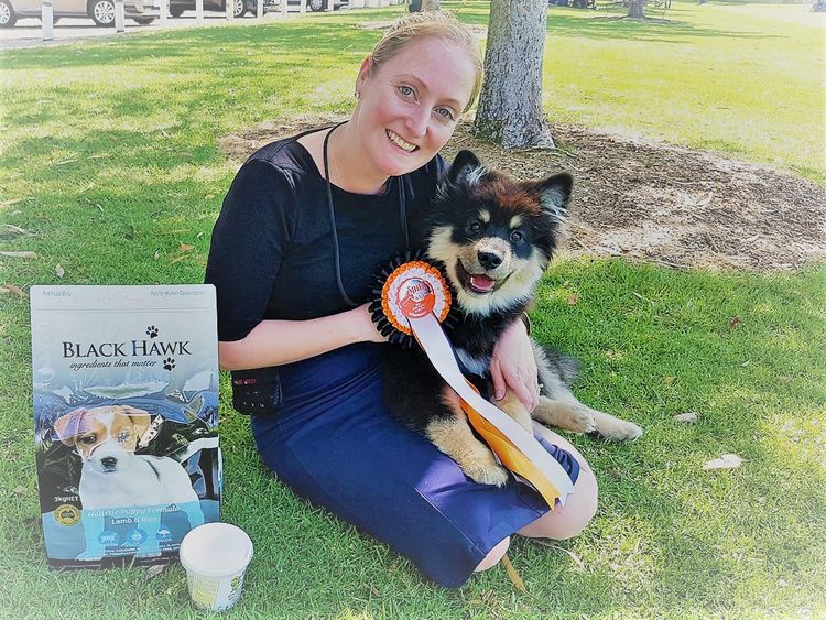 Caleebra Finnish Lapphunds