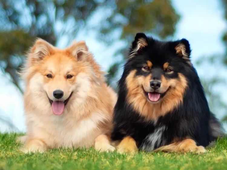 Caleebra Finnish Lapphunds