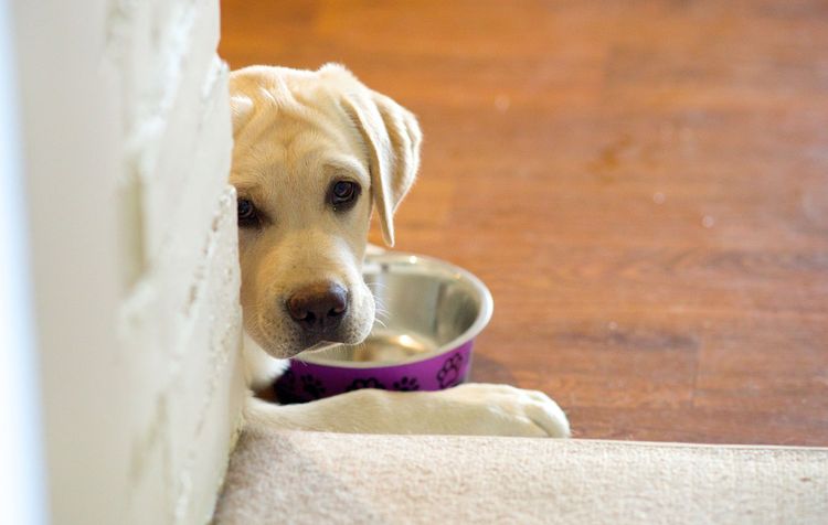 Tapua Labrador Retrievers