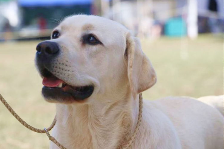 Tapua Labrador Retrievers