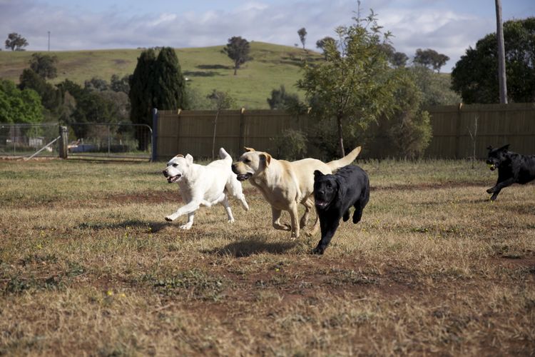 Tapua Labrador Retrievers