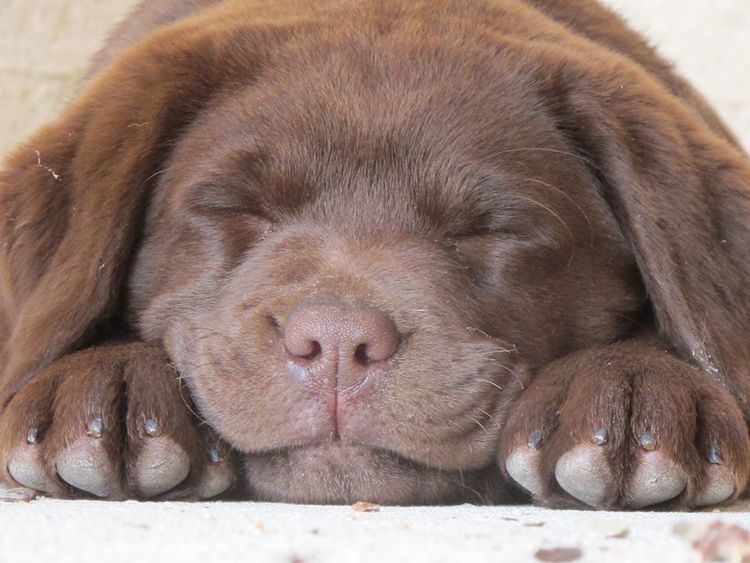Tapua Labrador Retrievers