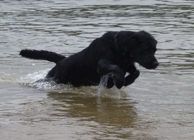 Tapua Labrador Retrievers